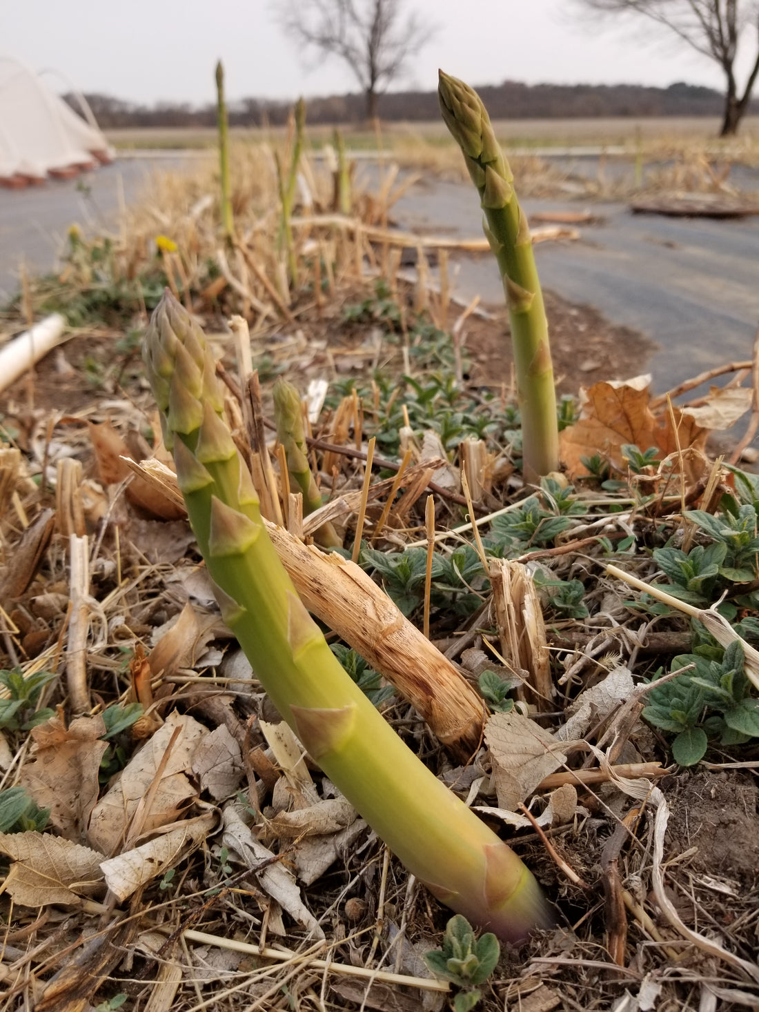 Asparagus Time