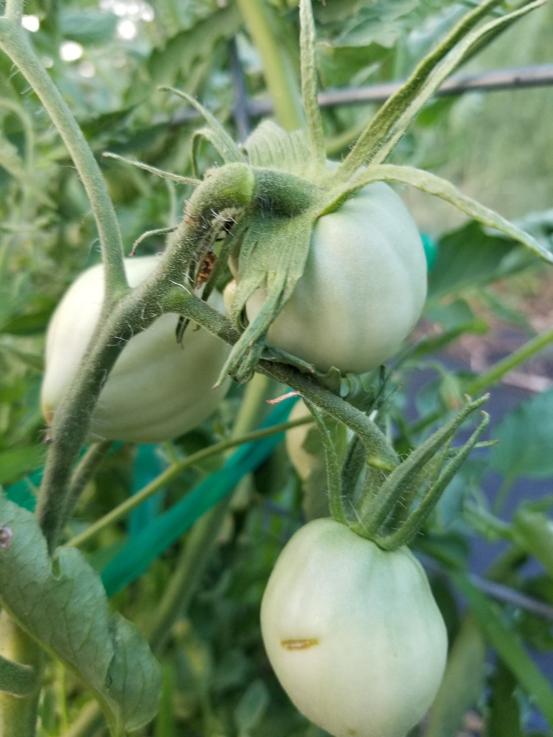 Tomato tips