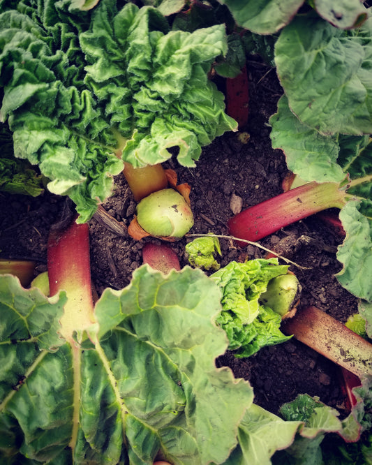 Rhubarb